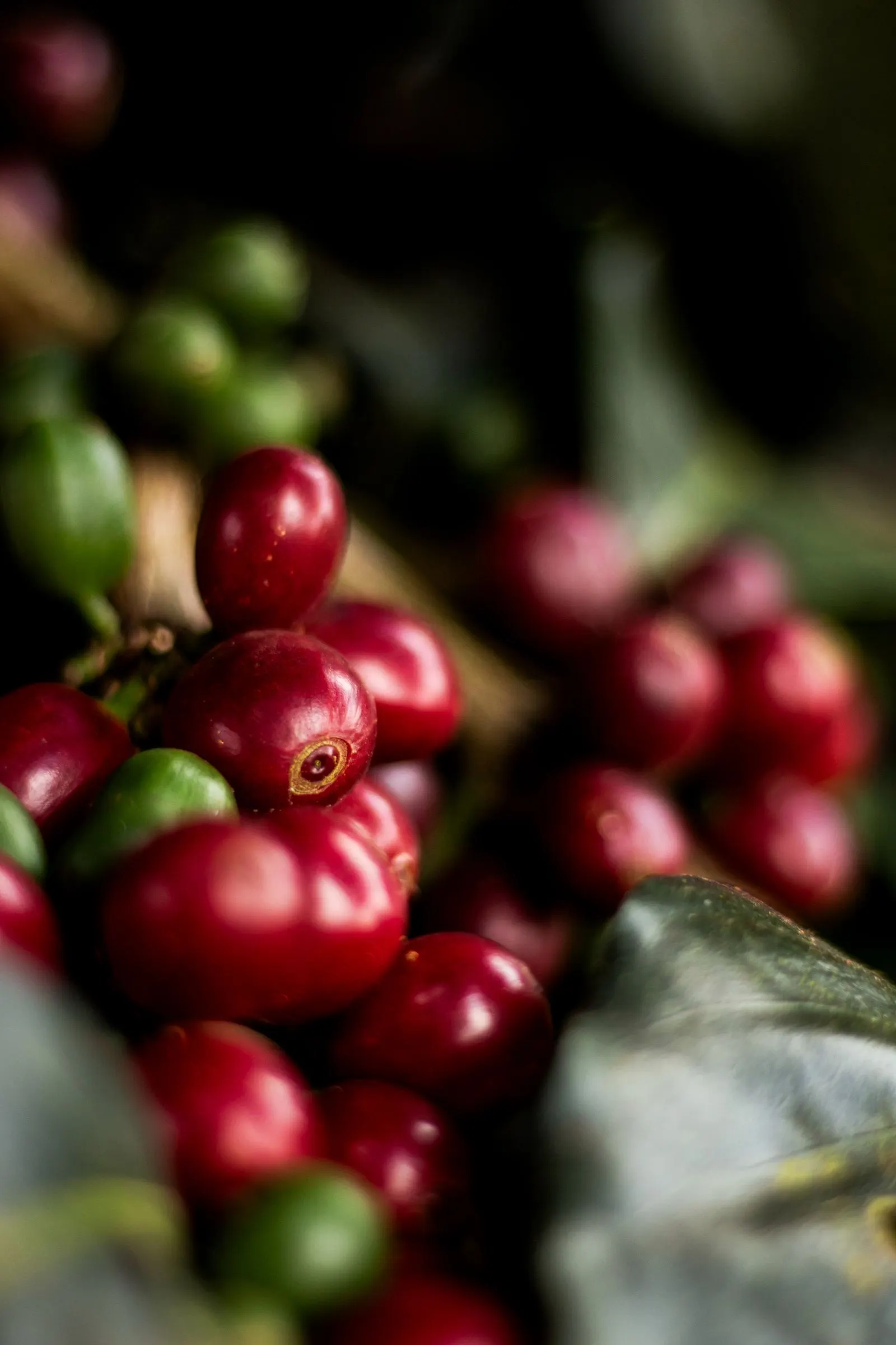 Ripe coffee cherries on the branch at La Finca El Oso, Colombia