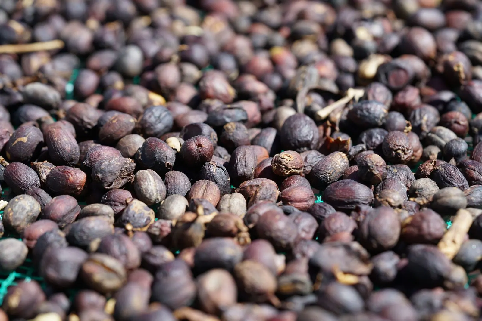 Sun-dried coffee cherries on raised beds, natural process