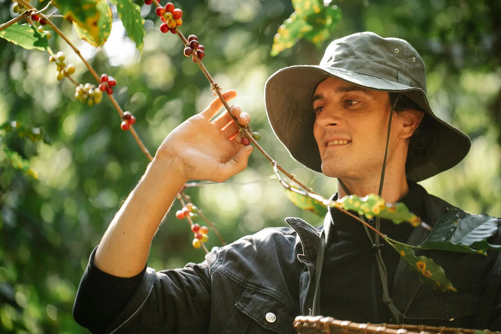 Farmer harvesting ripe coffee cherries at Finca San Rafael, Guatemala