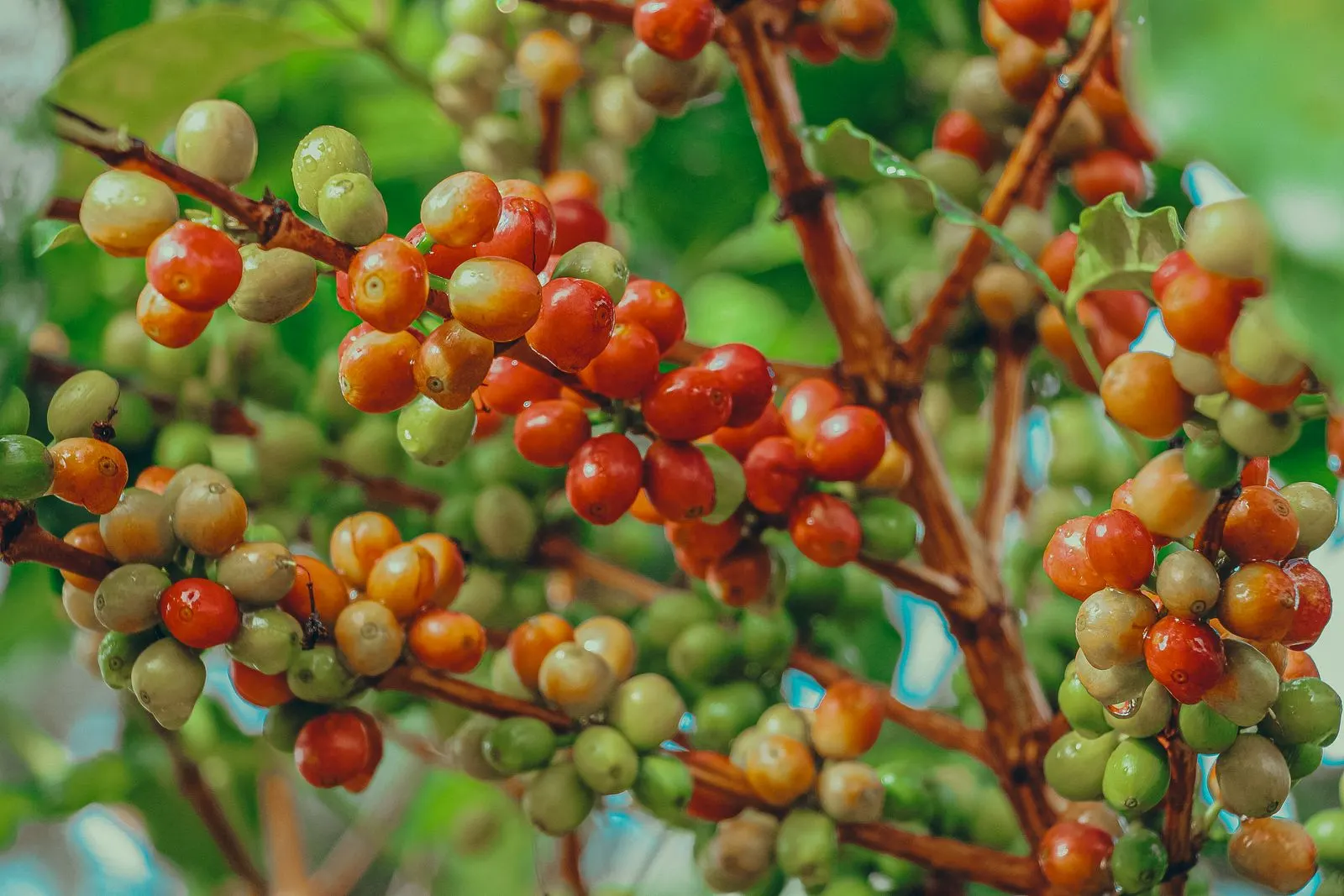 Vibrant ripe coffee berries on the branch in Nyeri, Kenya