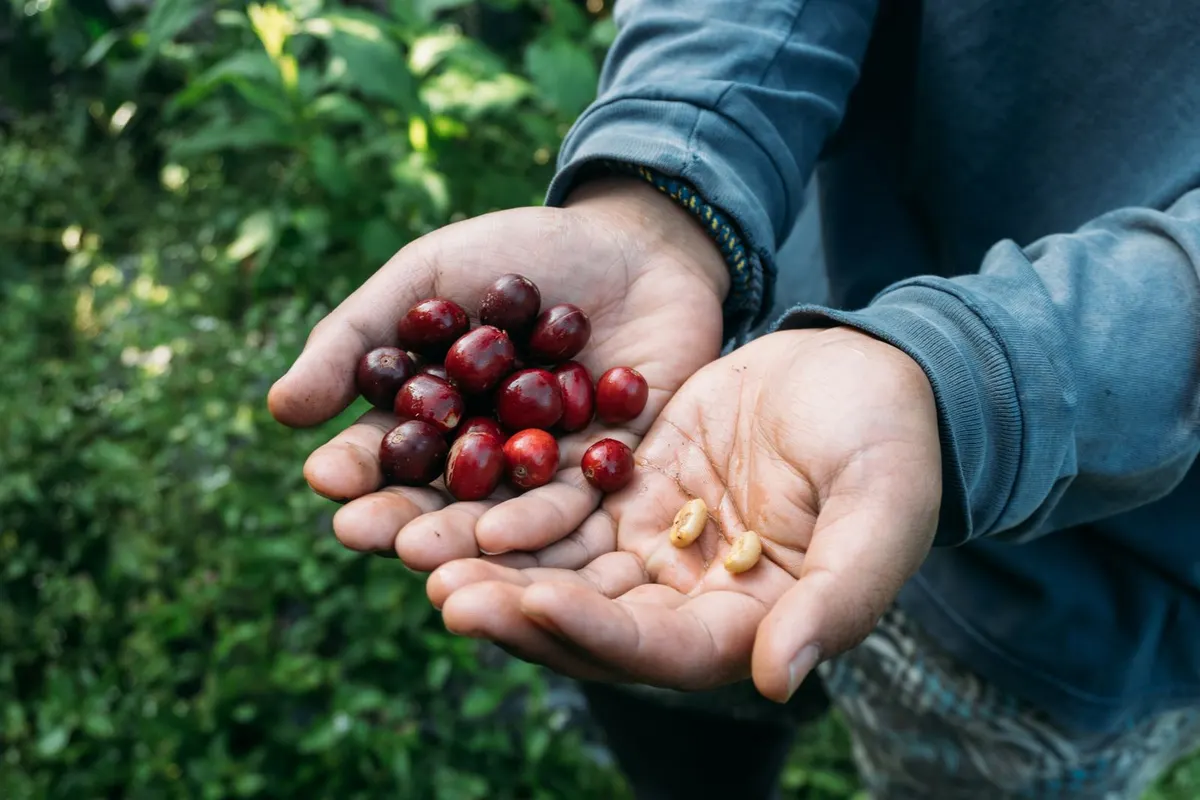 Hands holding coffee cherries and beans at the La Finca El Oso harvest